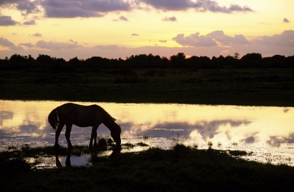 France, Somme (80), la Baie de Somme, aux environs de Saint Firmin, un cheval au coucher du soleil