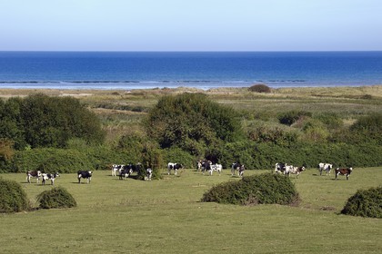 France, Calvados, Ver sur Mer, herd of cows at the back of Gold Beach