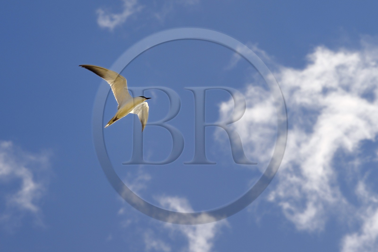 France, Bouches-du-Rhône (13), Parc naturel régional de Camargue, Sterne hansel (Gelochelidon nilotica)