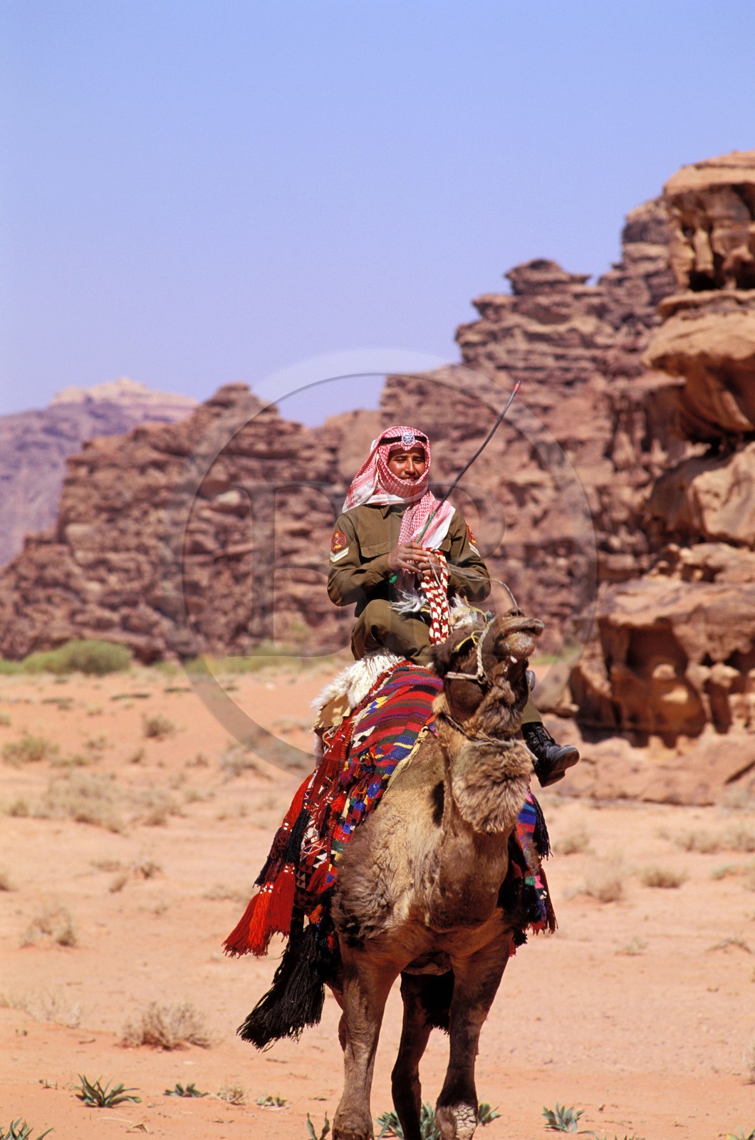 Jordanie, le Wadi Rum, patrouille du ìCamel Corp ou police du désert sur leurs dromadaires