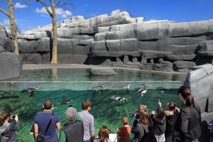 France, Paris (75), Le Parc zoologique de Paris (Zoo de Vincennes), Manchot de Humboldt (Spheniscus humboldti) dans le milieu côtier froid reconstitué par des enrochements entourant le bassin, la biozone Patagonie
