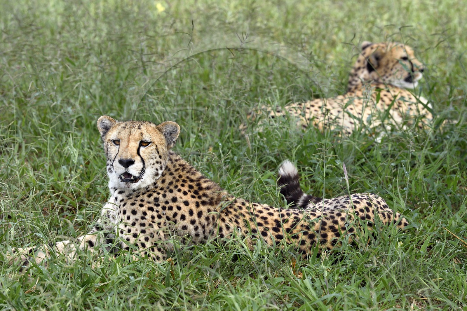 Namibie, Otjiwarongo, Cheetah Conservation Fund, centre de recherche et d'éducation, guépards (Acinonyx jubatus)