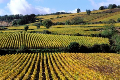 France, Côte d'Or, Nolay vineyard