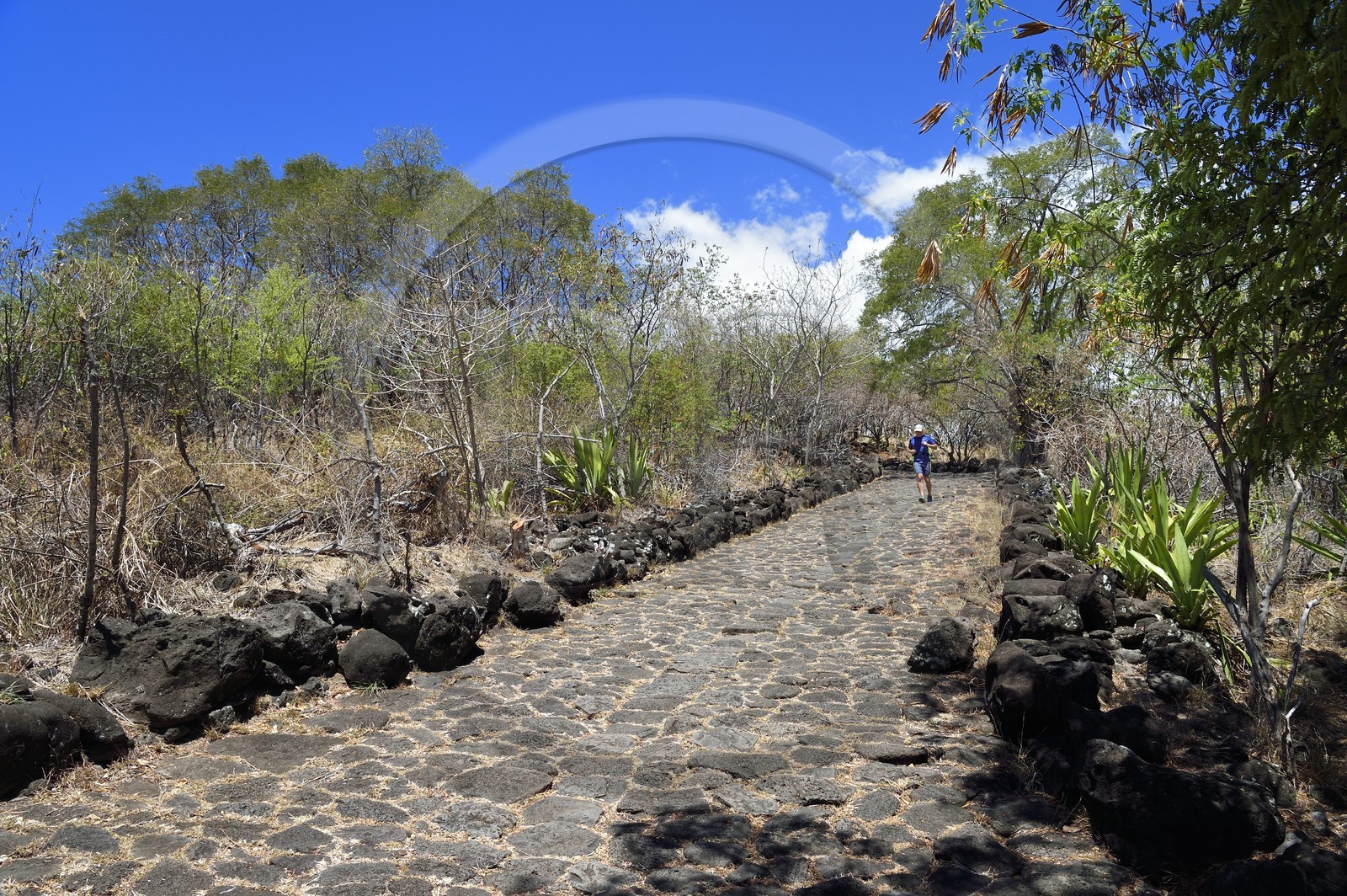 France, Ile de la Reunion, La Possession, le chemin Crémont aussi appelé chemin des Anglais, ancienne route pavé de basalte depuis 1775 qui longe le bord de la falaise de la cote nord-ouest devenu sentier de randonnée