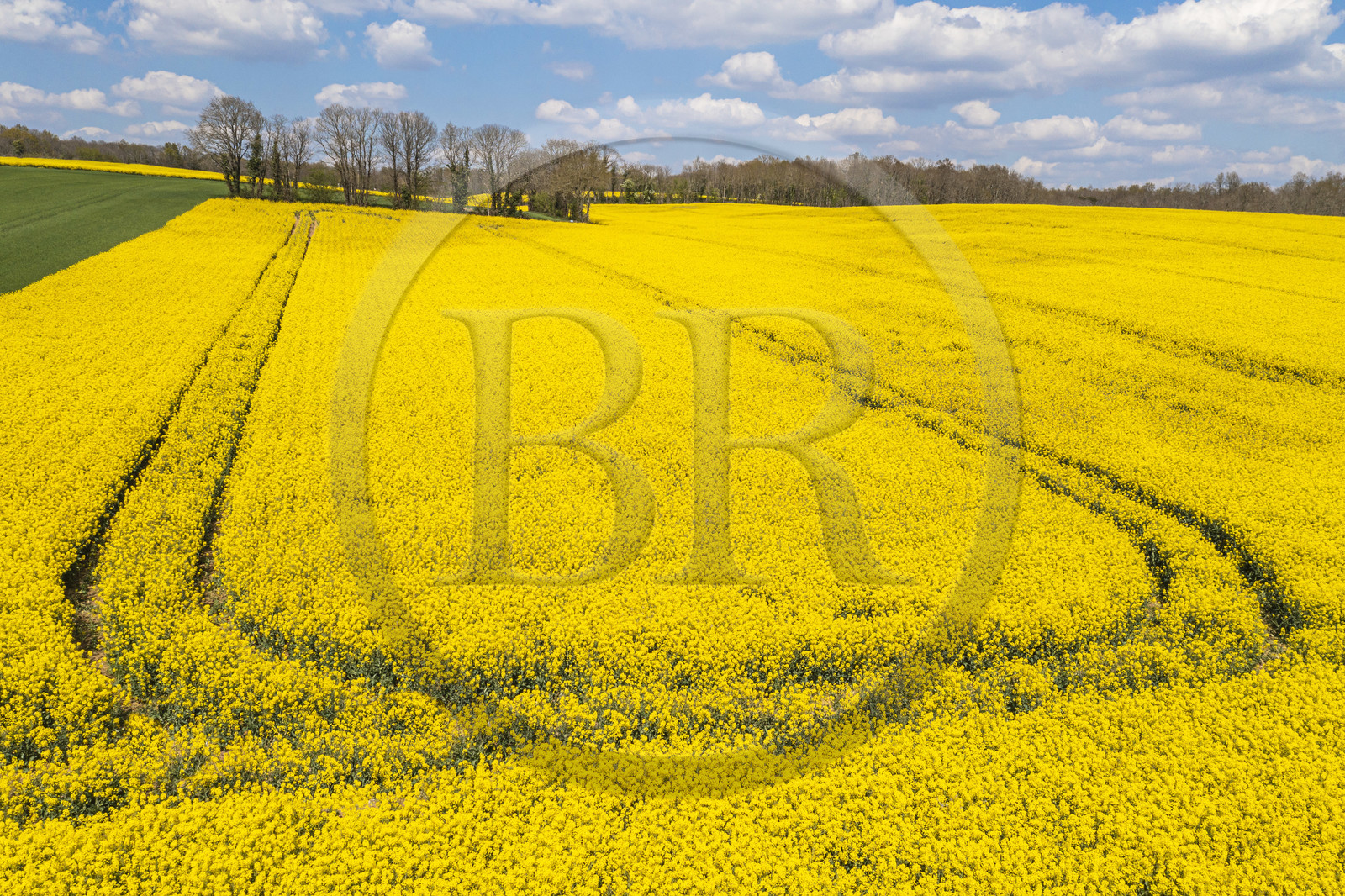 France, Charente (16), un champ de colza en fleurs entre le village de Feuillade et Marthon (vue aérienne)