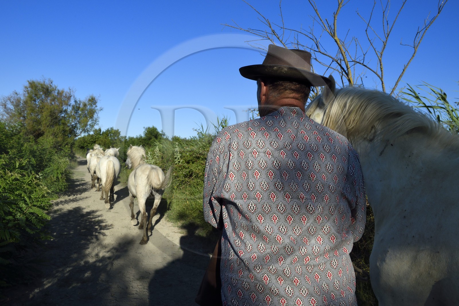 France, Bouches du Rhone, Parc naturel regional de Camargue (Regional Natural Park of Camargue), Mas du Menage, manade Saint Antoine (Cauzel), the gardian Régis Blayrat