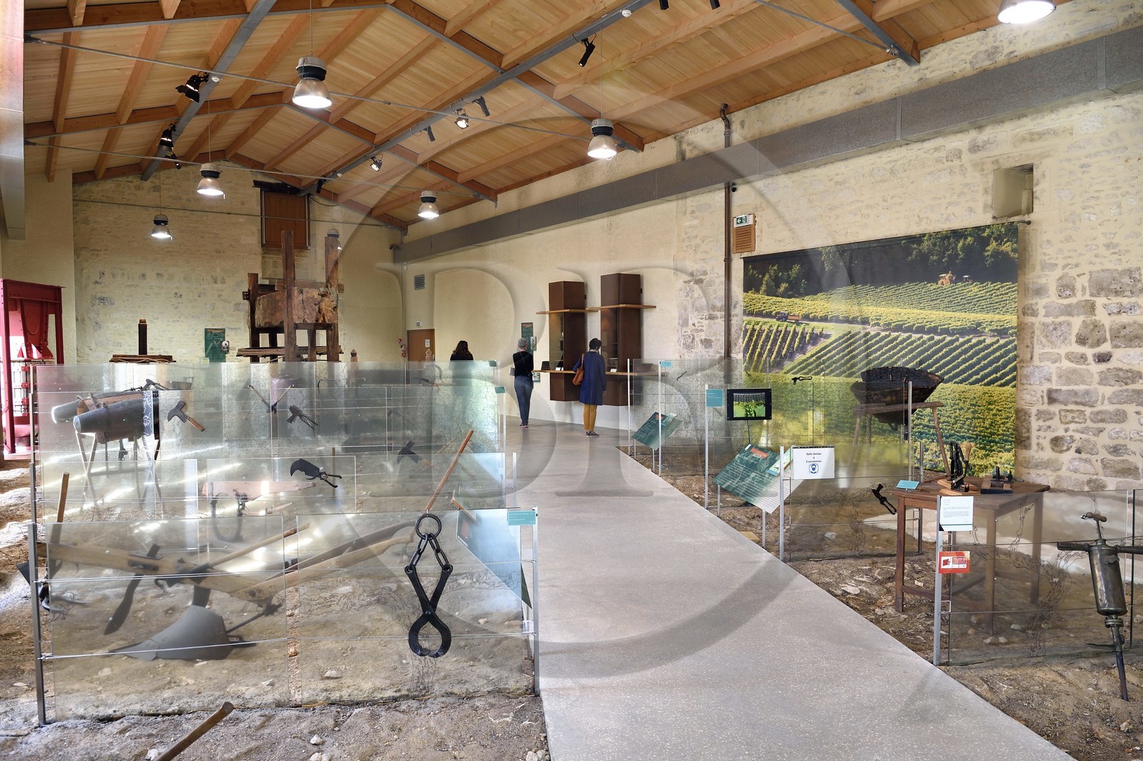 France, Charente (16), Cognac, Musée des Arts de Cognac, viticulture