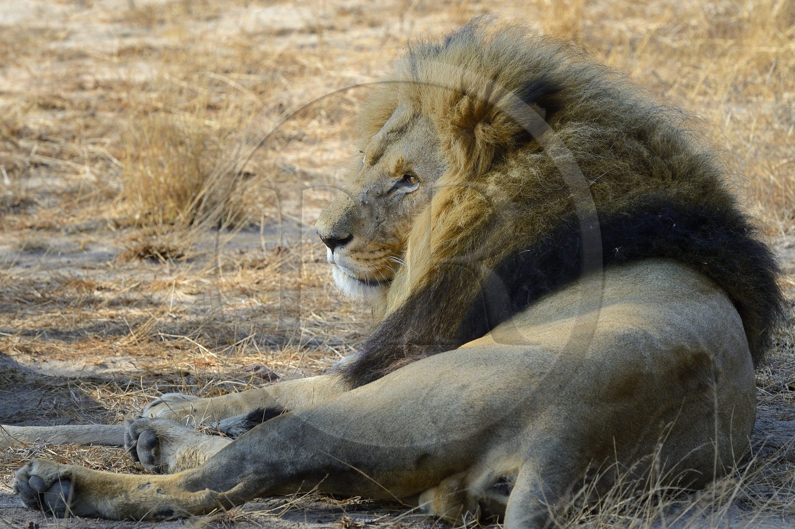 Zimbabwe, province des Midlands, Gweru, Antelope Park qui abrite ALERT (African Lion and Environmental Research Trust), Yvonne Gordon est une permanente du projet en charge de l'observation du comportement des lions qui seront relachés en clan dans un parc national, ici en zone 2 des femelles adultes et leurs petits ainsi que le mâle qui ont enfantés les lions qui seront relachés