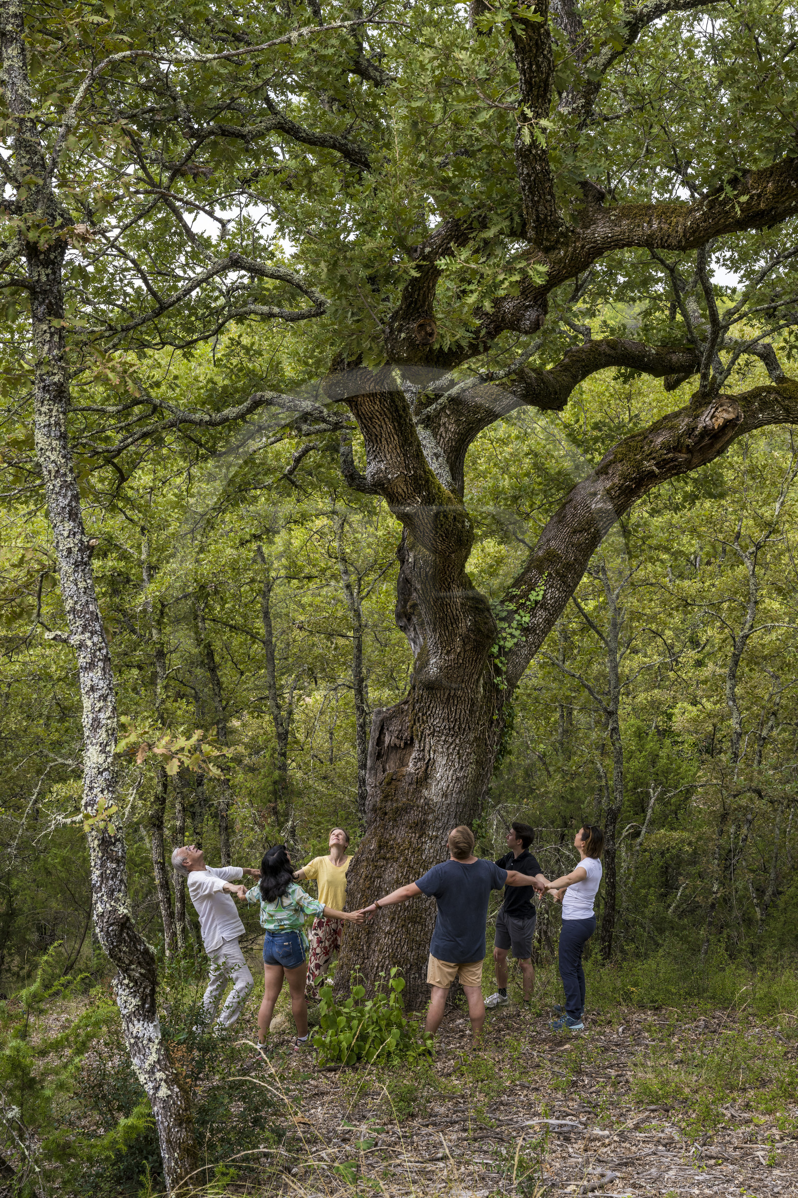 France, Var (83), Provence Verte, Bras, Académie du Bain de Forêt Provençale, forêt du domaine Le Peyrourier - une campagne en Provence, Constanze Coisne guide le Shinrin Yoku