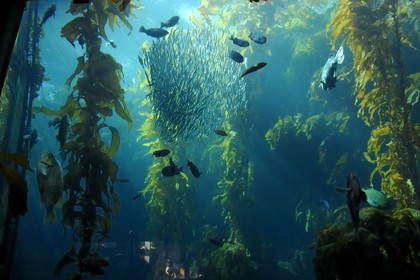 Etats-Unis, Californie, Monterey, le Monterey Bay Aquarium dans Cannery Row
