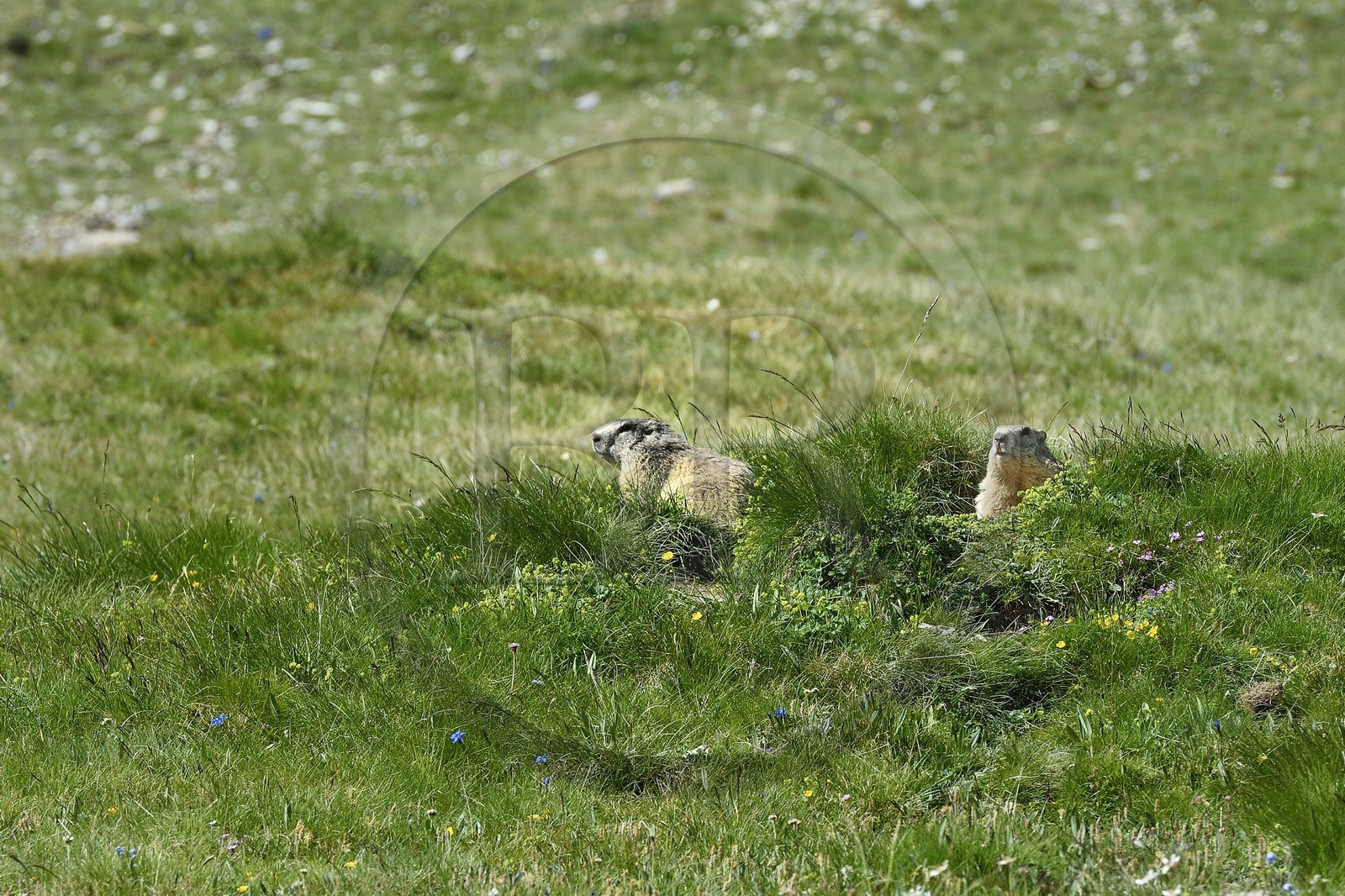 France, Alpes de Haute Provence, Uvernet Fours, Mercantour National Park, Ubaye valley, Cayolle pass (2326 m), Marmot (Marmota marmota) on the the alpine lawn