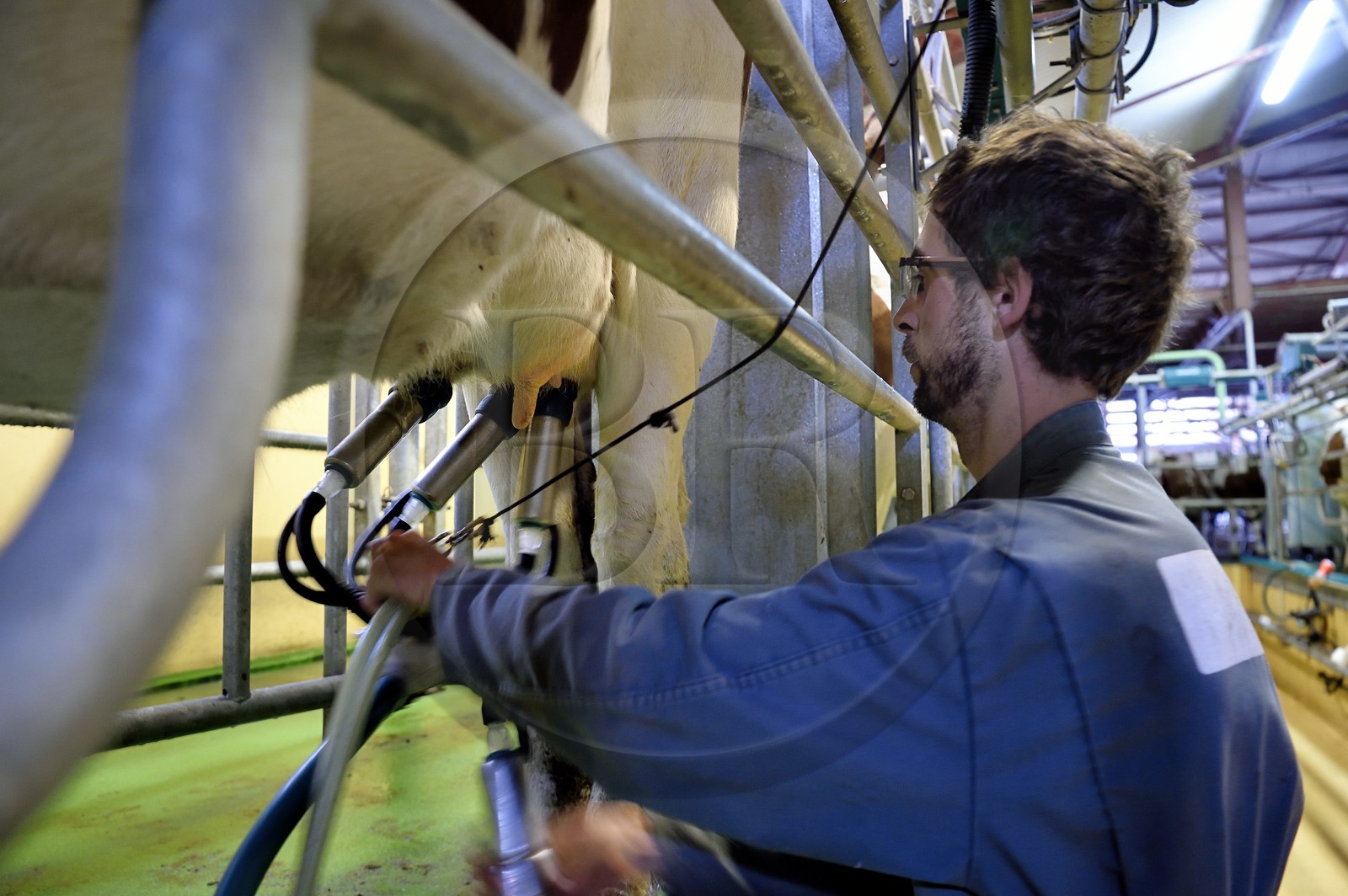 France, Cantal (15), Sainte-Marie, hameau de La Terrisse, élevage de vache laitières France, Cantal (15), Sainte-Marie, hameau de La Terrisse, élevage de vache laitières de race montbéliarde de la ferme de Cantagrel, les vaches mangent après la traite du soir