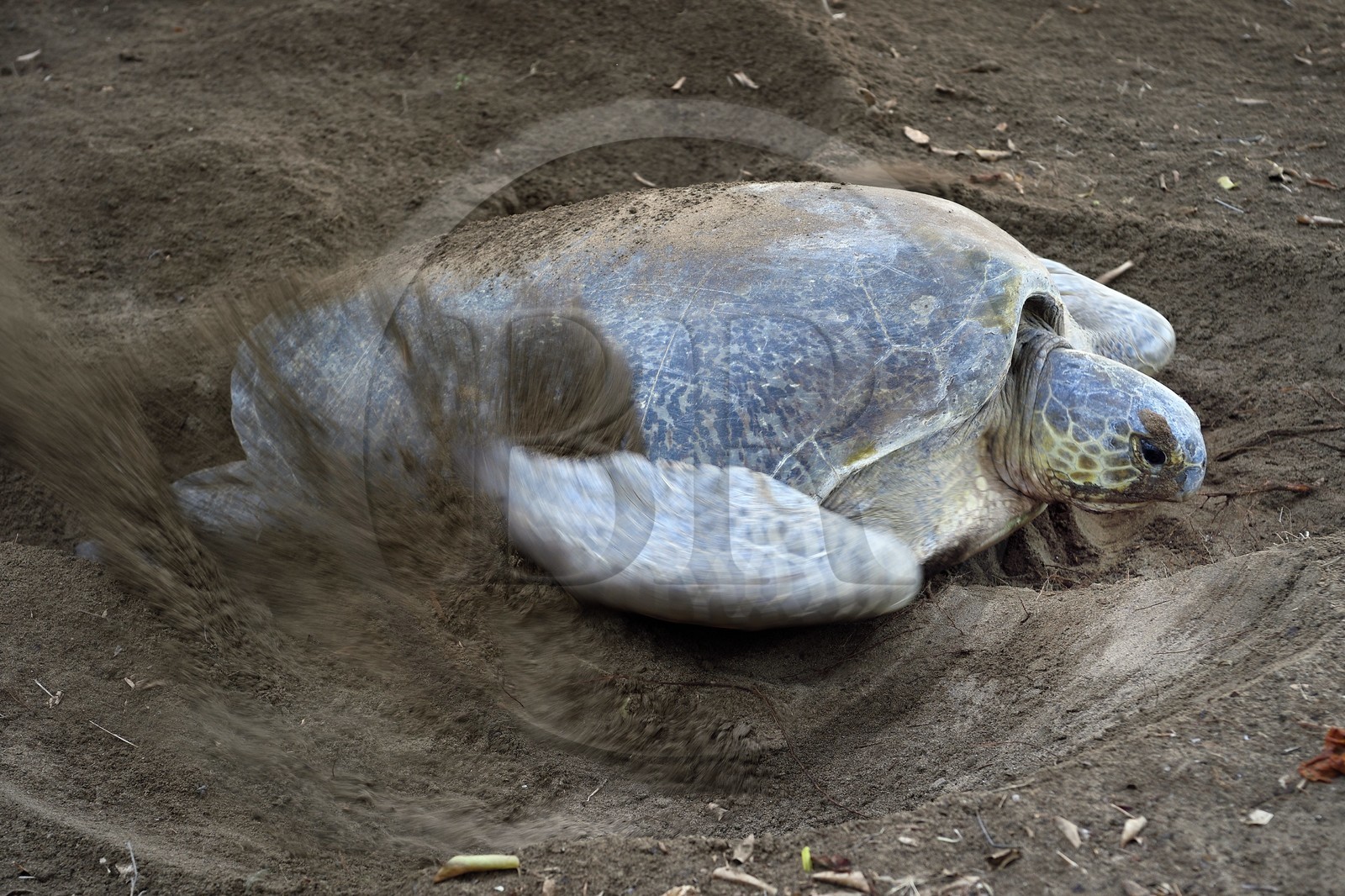 France, Mayotte island (French overseas department), Grande-Terre, Kani-Keli, N’Gouja beach, the Maore Garden, green sea turtle (Chelonia mydas) covering eggs with sand after laying eggs