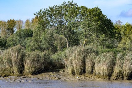 France, Loire-Atlantique (44), Le Pellerin, héron cendré (Ardea cinerea) sur les rives de la Loire