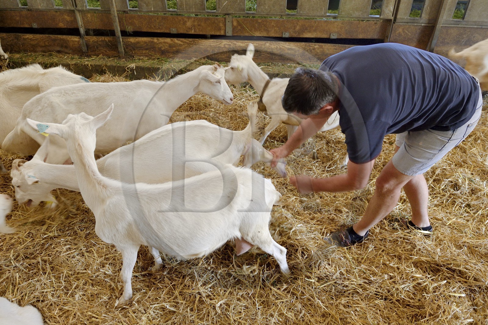 France, Loire, Parc Naturel Regional du Pilat (Natural Regional Park of Pilat), Pelussin, production by the GAEC de la Cabriole from Rigotte de Condrieu AOC goat cheese, a goat gives birth to a young goat
