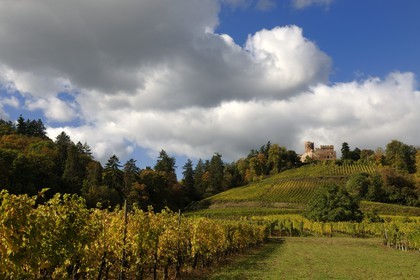 France, Bas Rhin, Alsace Wine Road, Kintzheim castle and its vineyards