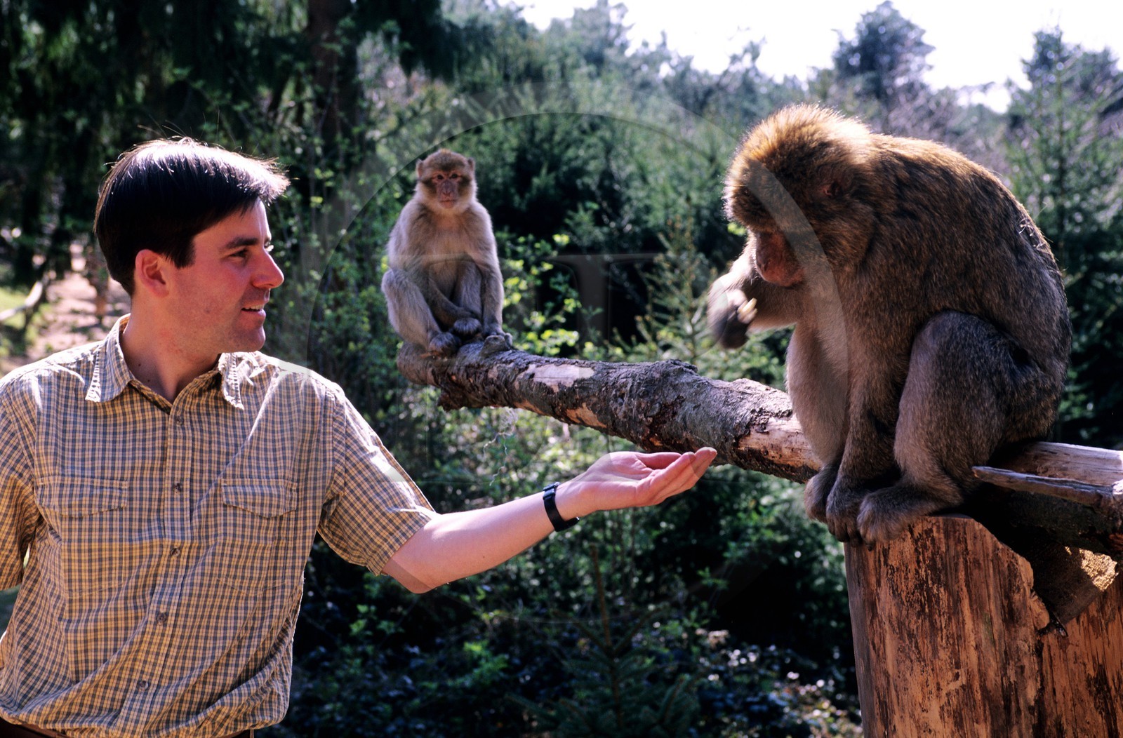 France, Bas-Rhin (67), Kintzheim, la Montagne des Singes, rencontre avec les singes