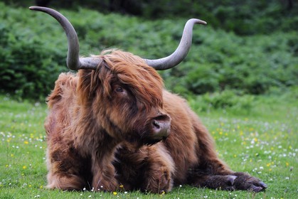 United Kingdom, Scotland, Highland, Inner Hebrides, Isle of Mull, Highland cattle