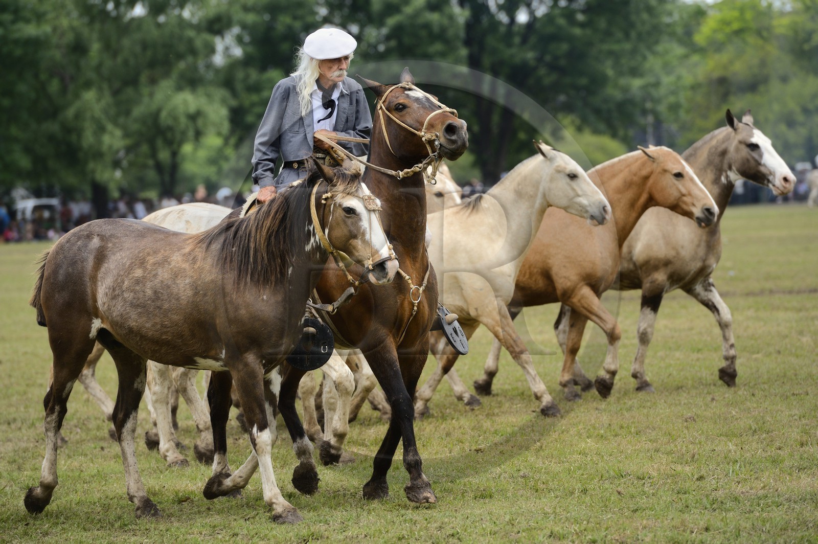 Argentina, Buenos Aires Province, San Antonio de Areco, Tradition Day festival (Dia de Tradicion), matched-together horse herds (Entrevero de tropillas)