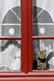 France, Aude (11), village de Caunes-Minervois, chat derrière une vitre
