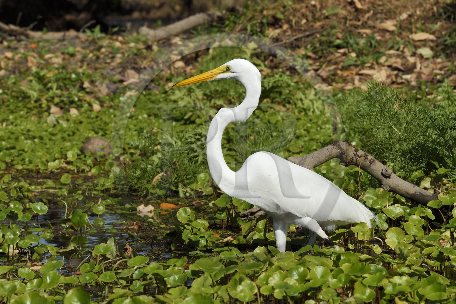 Nicaragua, Ile d'Ometepe réserve mondiale de Biosphère sur le lac Nicaragua, marais le long du Rio Istian, Grande Aigrette (Ardea alba)