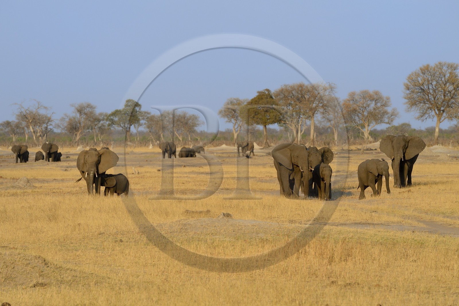 Zimbabwe, Matabeleland North Province, Hwange National Park, wild african elephants (Loxodonta africana) in the savannah