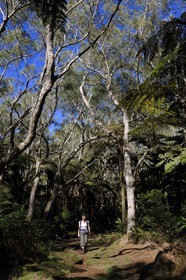 France, île de la Réunion, randonneurs en forêt de Bélouve