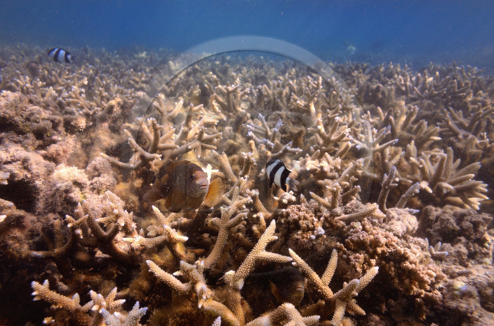 France, Ile de la Reunion, Côte Ouest, Saint-Gilles-Les-Bains (commune de Saint-Paul), le récif corallien du lagon de l'Ermitage (vue sous-marine)