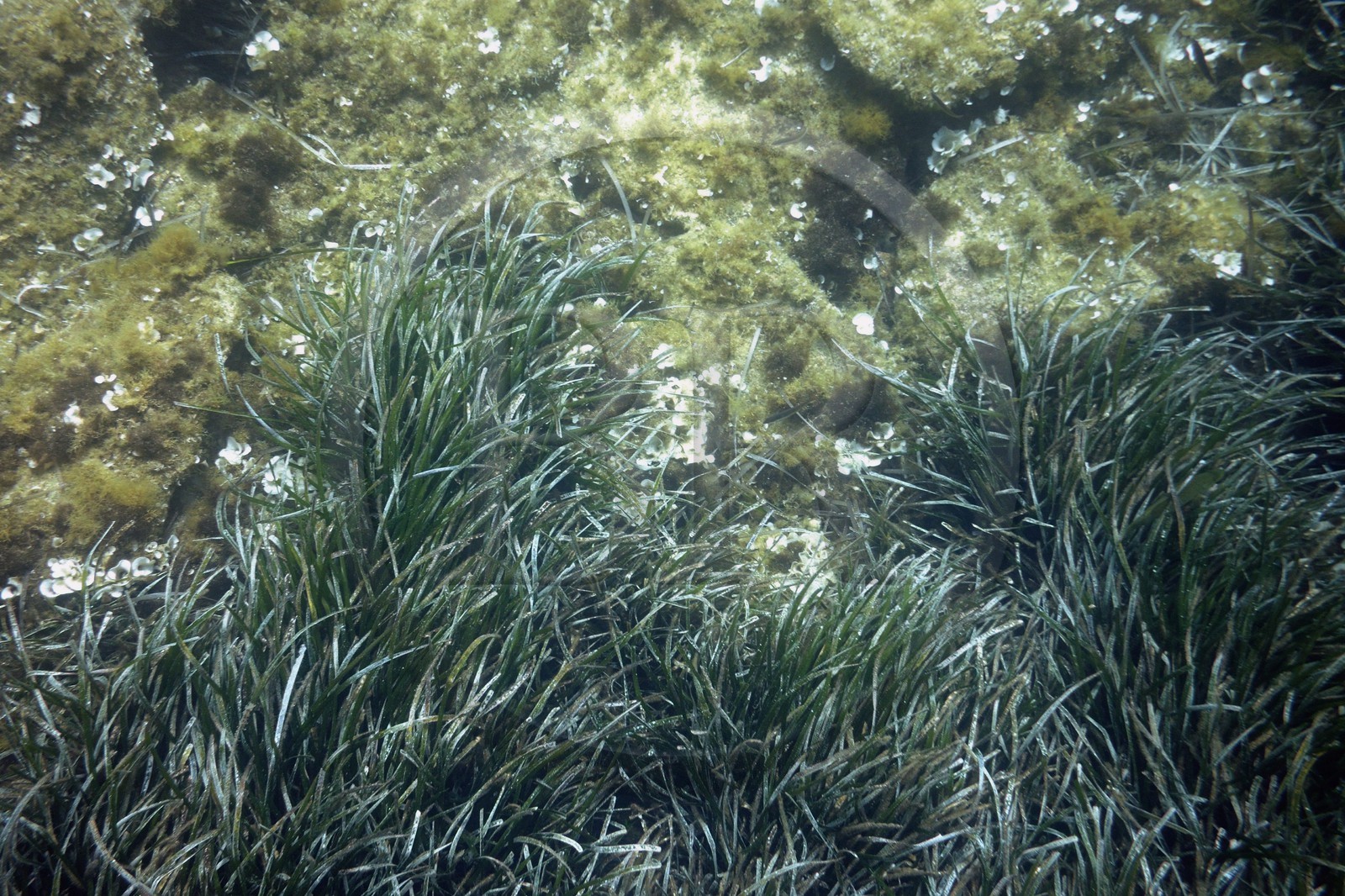 France, Var (83), Iles d'Hyères, Parc national de Port Cros, Ile de Port-Cros, plage de la Palud, le rocher du Rascas, herbier de Posidonie