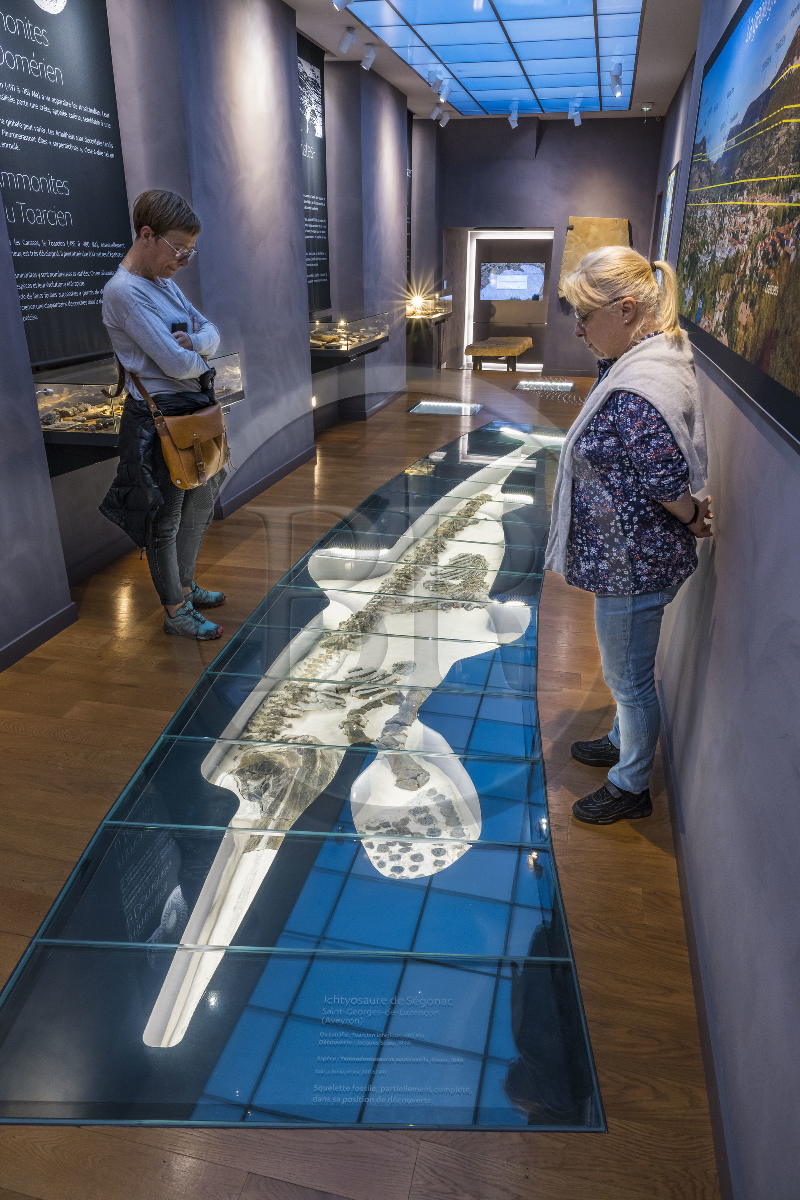 France, Aveyron (12), Millau, musée de Millau et des Grands Causses installé dans l'Hotel de Pegayrolles, au sol un Ichtyosaure de Ségonac découvert à Saint-Georges-de-Luzençon
