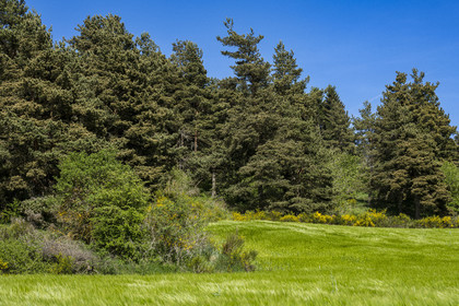 France, Haute-Loire (43), Landos, champ de blé encore vert