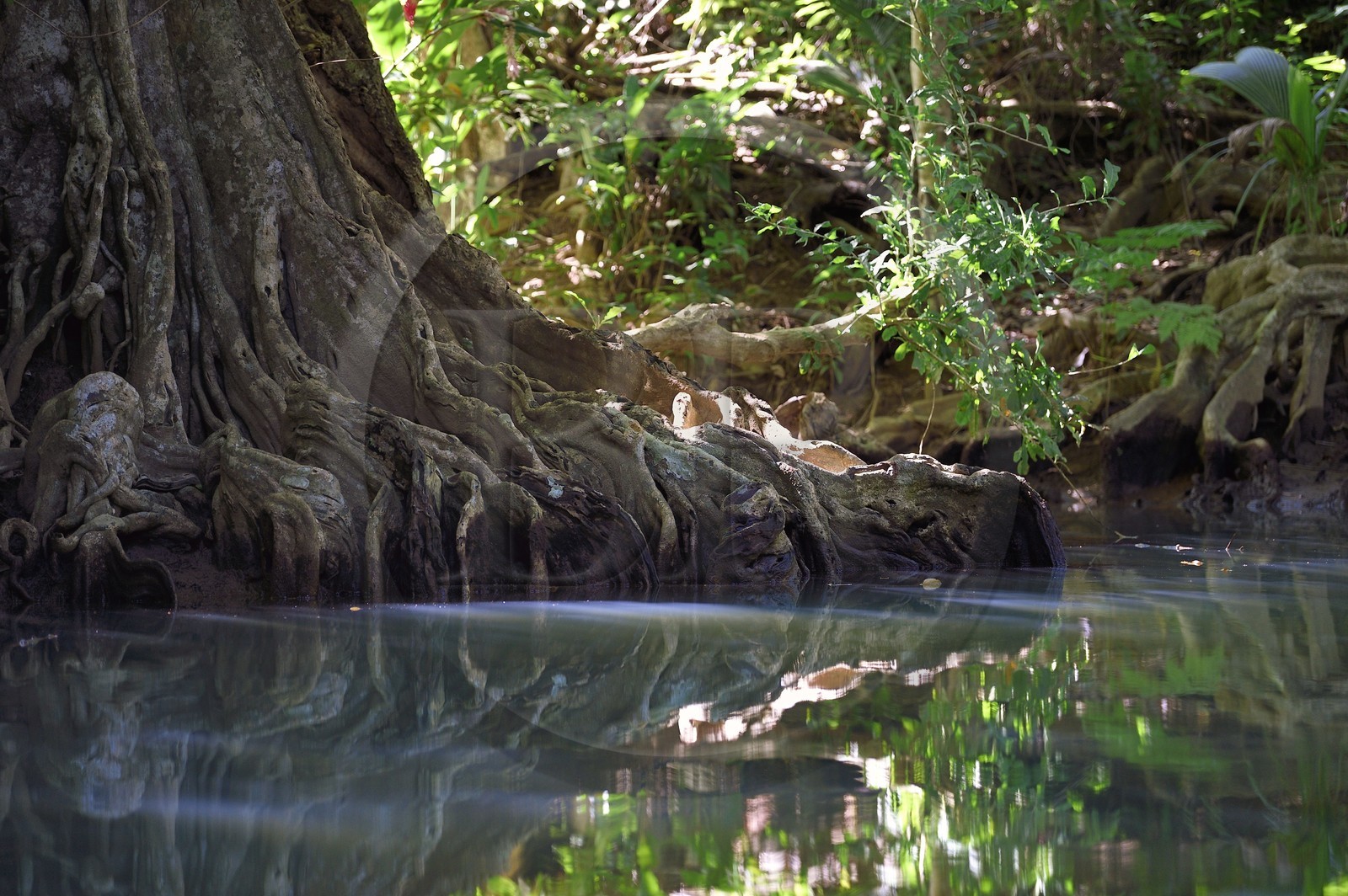 Caraïbes, Ile de la Dominique, Portsmouth, les rives de l'Indian River, sang-dragon (Pterocarpus officinalis)