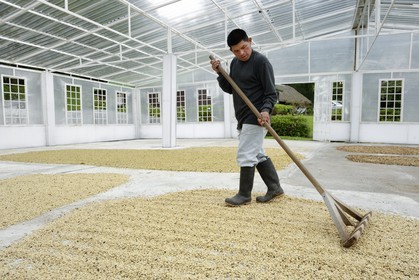Panama, Chiriqui province, Boquete, Coffee Plantation Finca Lerida, coffee beans drying inside a green house