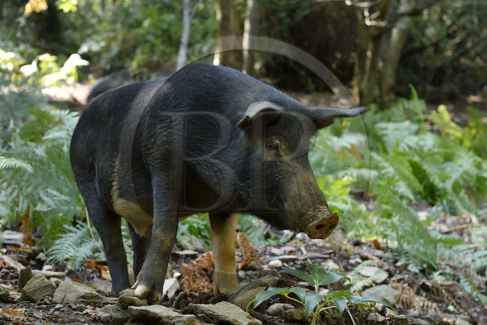 France, Haute-Corse (2B), Castagniccia, cochon semi-sauvages en liberté