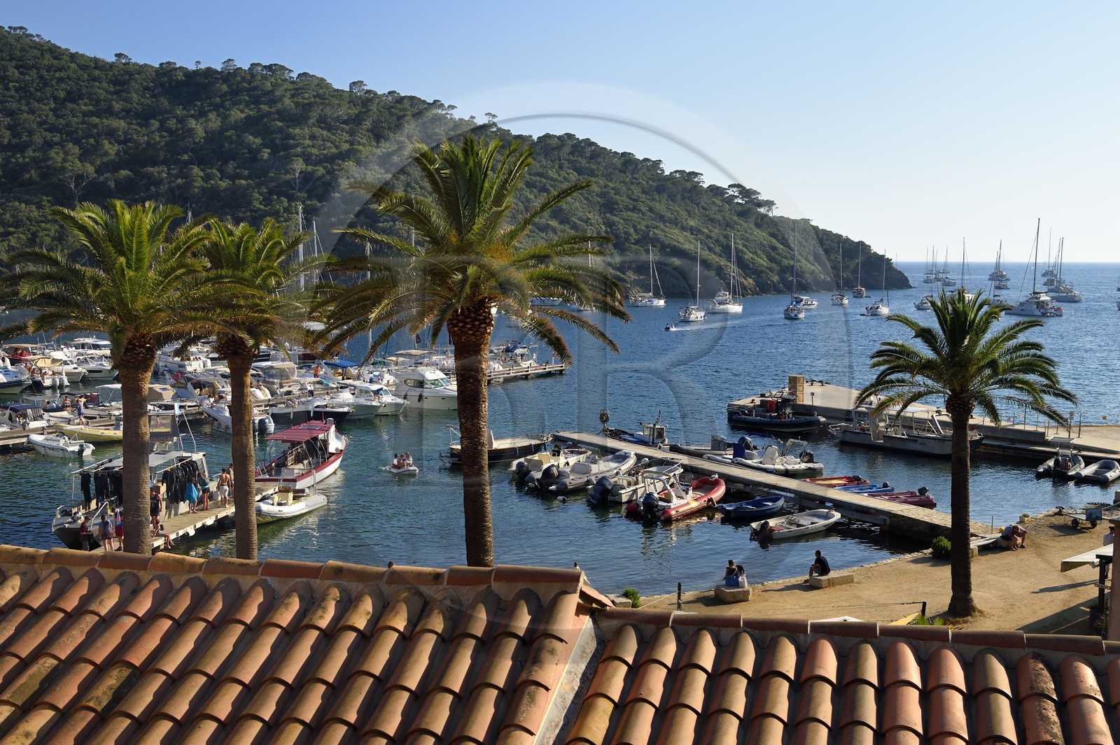 France, Var (83), Iles d'Hyères, parc national de Port Cros, Ile de Port-Cros, le port et village dans la rade