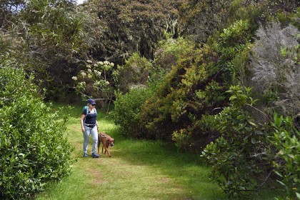 France, Ile de la Reunion, Le Tampon, Foret des Hauts de Mont-Vert au dessus de la Rivière des Remparts, randonnée avec chien