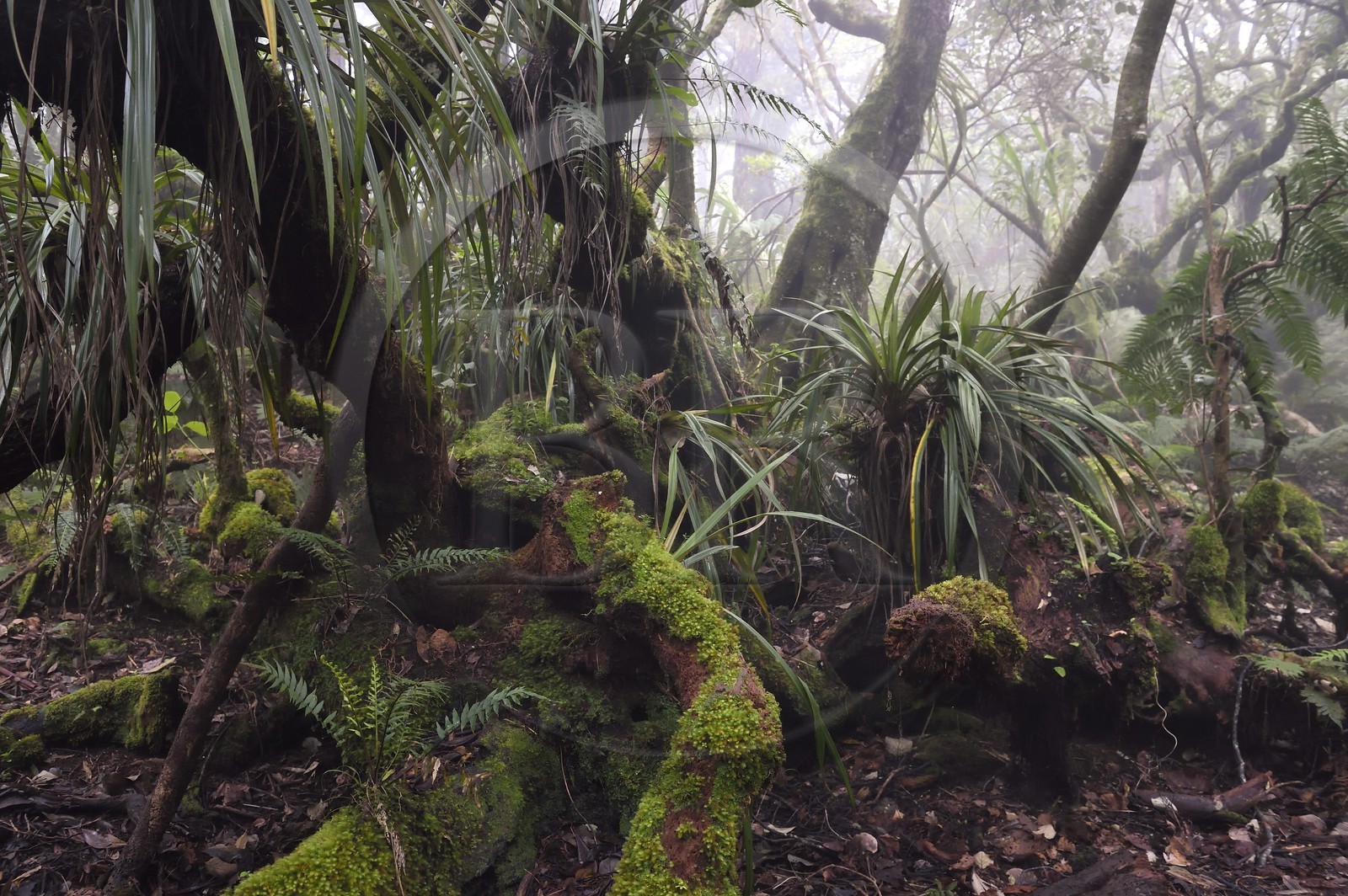 France, Reunion island (French overseas department), Le Tampon, Forest of Our Lady of Peace along the Riviere des Remparts on the slopes of the Piton de la Fournaise volcano