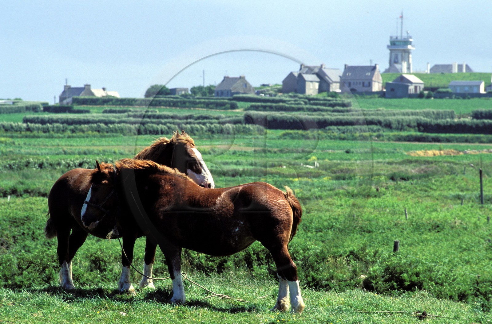 France, Finistère (29), île de Batz, chevaux