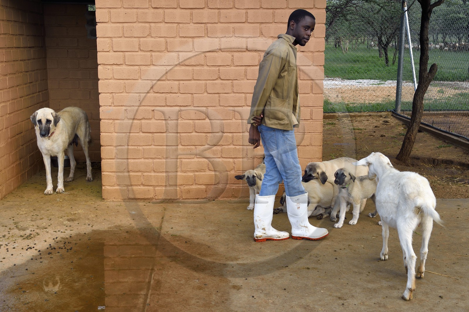 Namibie, Otjiwarongo, Cheetah Conservation Fund, centre de recherche et d'éducation, le Livestock Guarding Dog Program (programme chien de garde du bétail) du CCF a été très efficace pour réduire les taux de prédation et ainsi aussi l'inclinaison des agriculteurs à piéger ou tirer sur des guépards, élevage de chien Berger d'Anatolie aussi connu sous le nom de Kangal