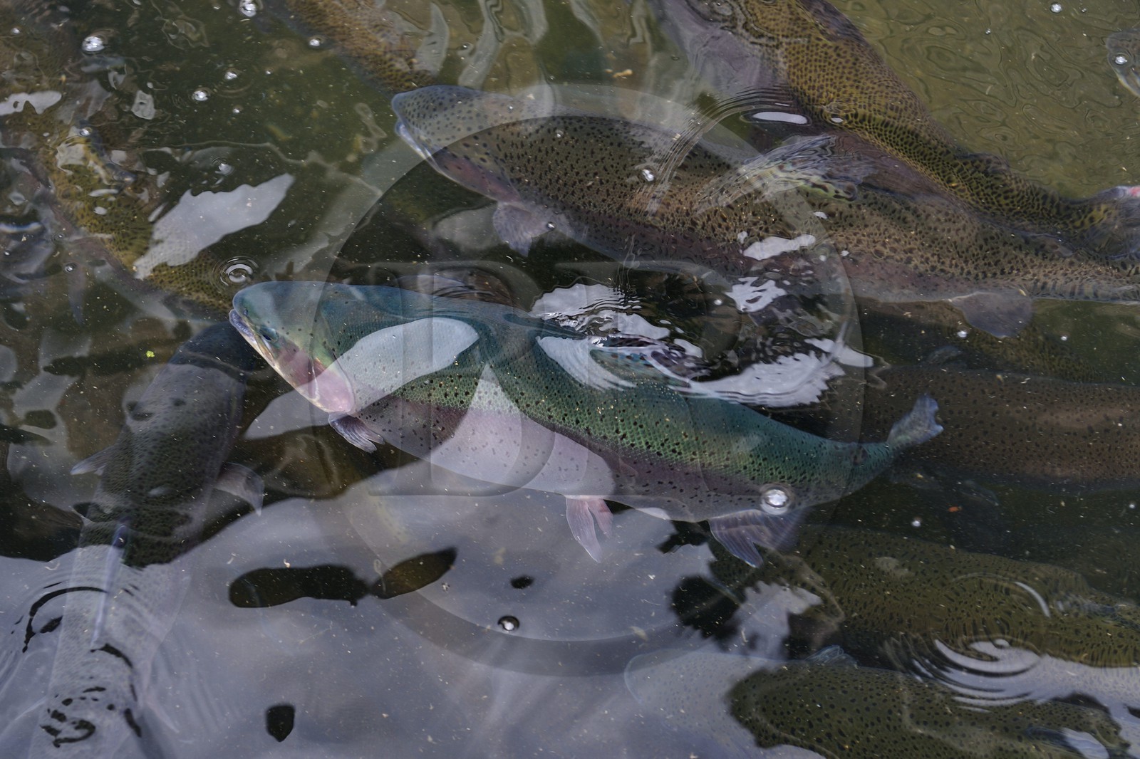 France, Pyrénées-Atlantiques (64), Pays-Basque, vallée des Aldudes, site de la ferme aquacole de Banca