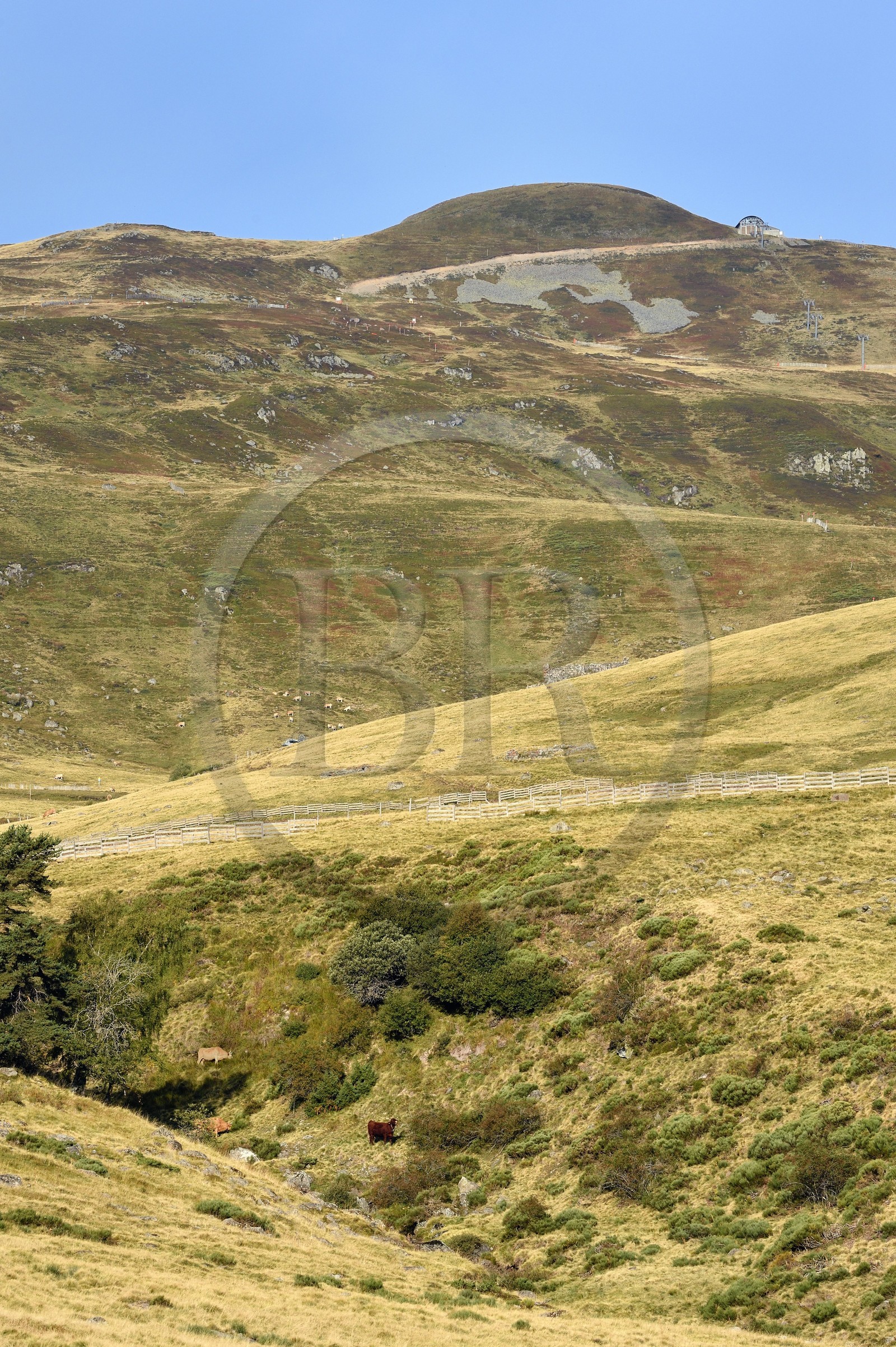 France, Cantal (15), Parc Naturel Régional des Volcans d’Auvergne, le Plomb du Cantal (1855m) vu depuis le col de Prat de Bouc, troupeau de vaches