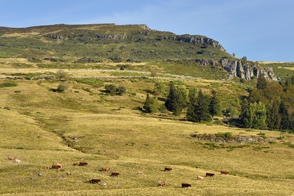France, Cantal (15), Parc Naturel Régional des Volcans d’Auvergne, le col de Prat de Bouc au pied du Plomb du Cantal, troupeau de vaches