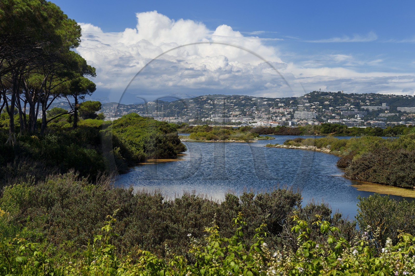 France, Alpes-Maritimes (06), Cannes, Iles de Lérins, Ile Sainte-Marguerite, réserve biologique domaniale, étang du Batéguier
