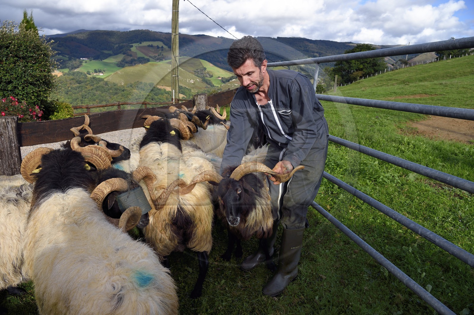 France, Pyrénées-Atlantiques (64), Pays-Basque, vallée des Aldudes, Urepel, Philippe Casiriain, éleveur de brebis manech tête noire