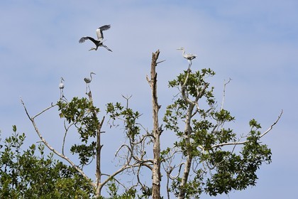Gabon, province de l'Estuaire, Parc National Akanda, Héron cendré (Ardea cinerea)