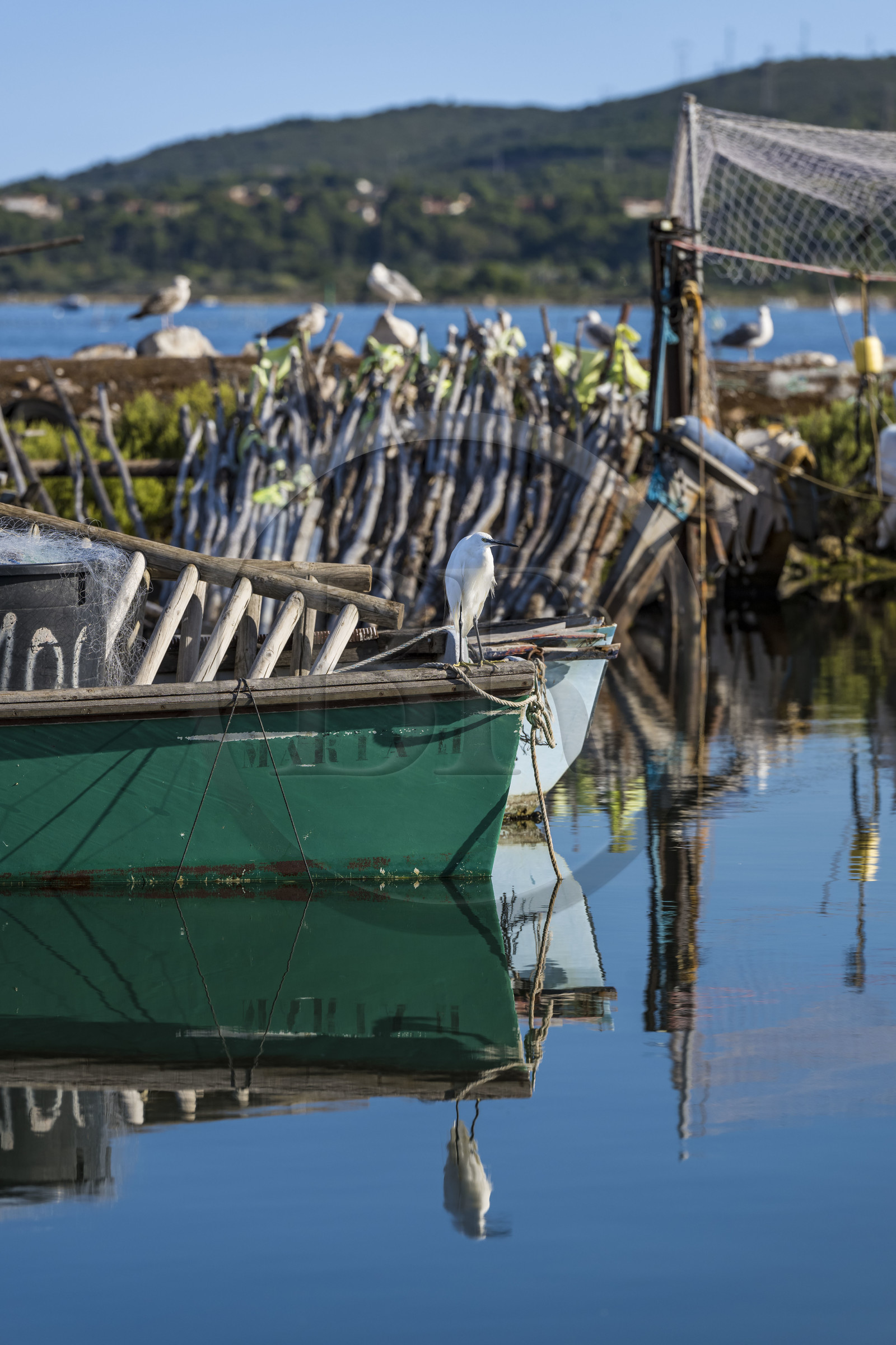 France, Hérault (34), Sète, quartier de la Pointe Courte, le petit port du quartier de pecheurs sur les rives de l'étang de Thau, Aigrette garzette (Egretta garzetta)