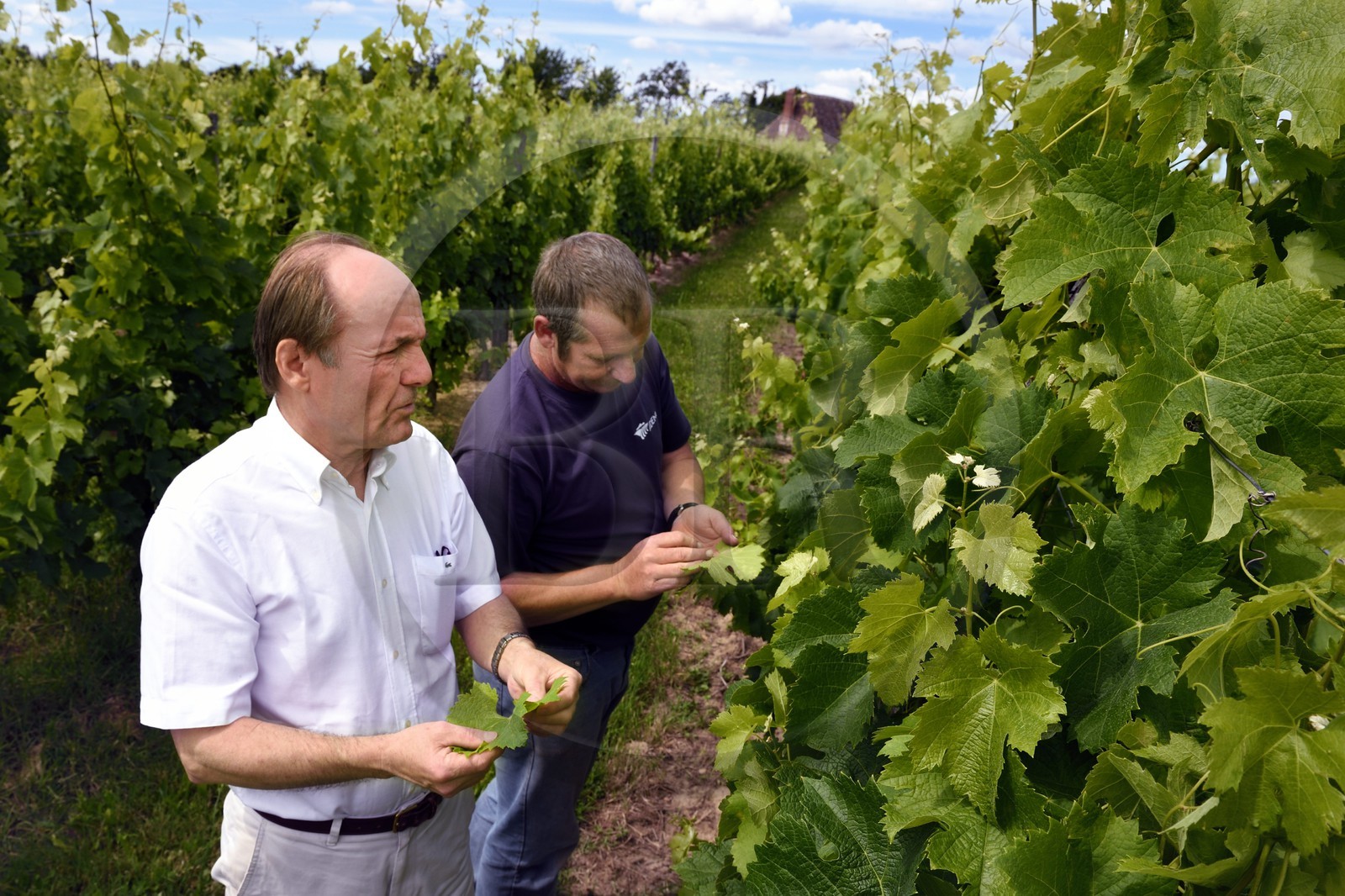 France, Dordogne (24), Creysse vers Bergerac, vignoble de Pécharmant, chateau de Tiregand, Francois-Xavier de Saint-Exupéry proprétaire et viticulteur dans ses vignes