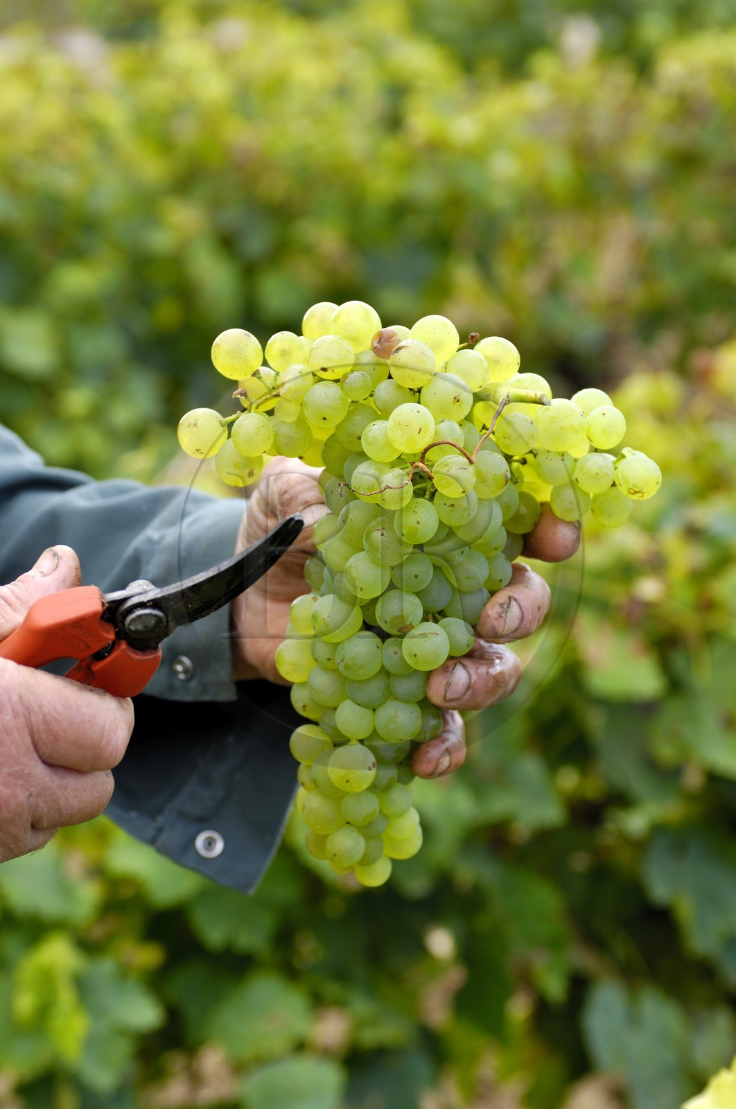 France, Charente-Maritime (17), Ile d'Oléron, Le Château d'Oléron, vendanges à la main dans les vignes de Michel Patoizeau