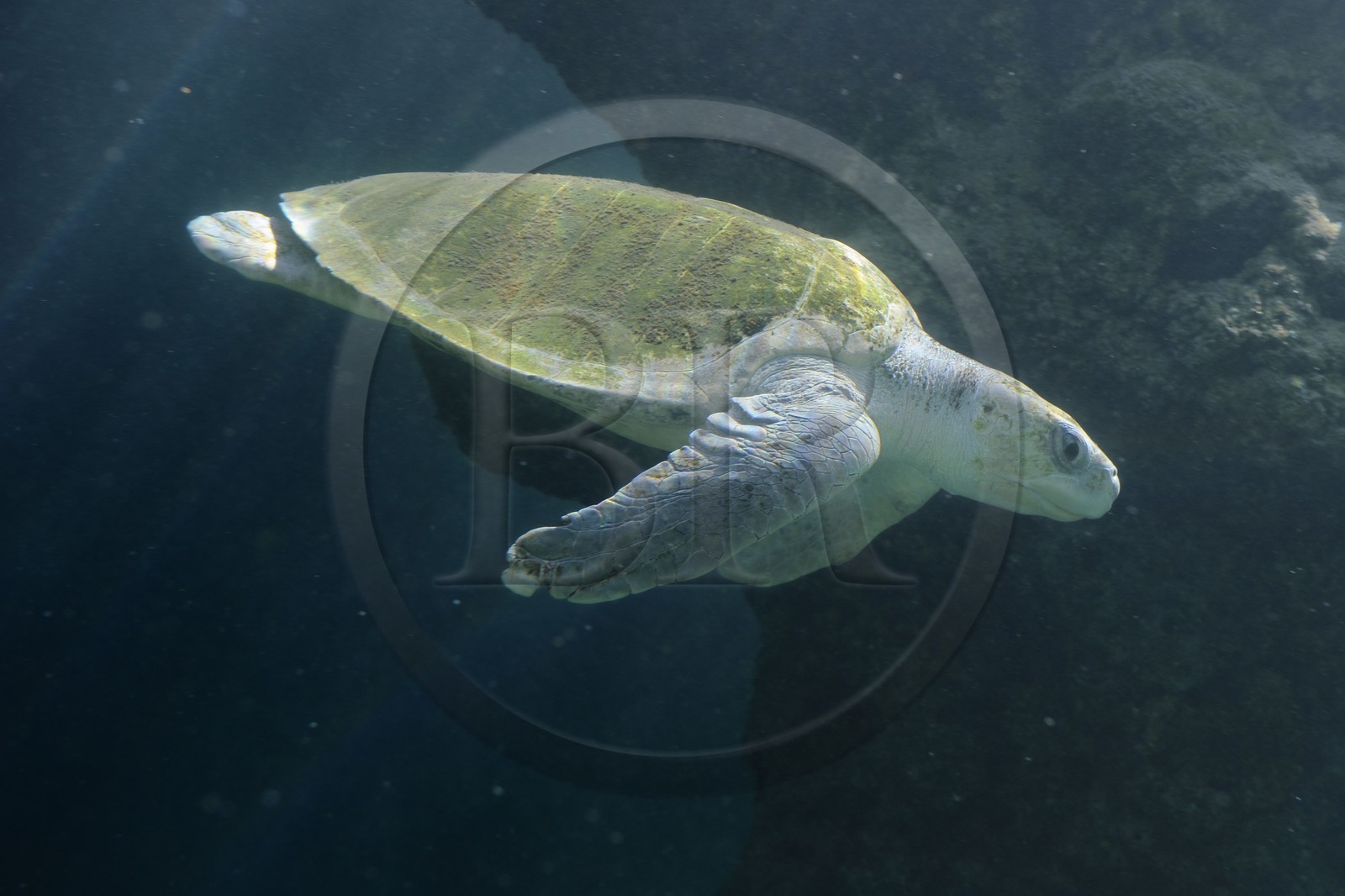 France, île de la Réunion, Saint-Leu, l'observatoire des tortues marines Kélonia (vue sous-marine)