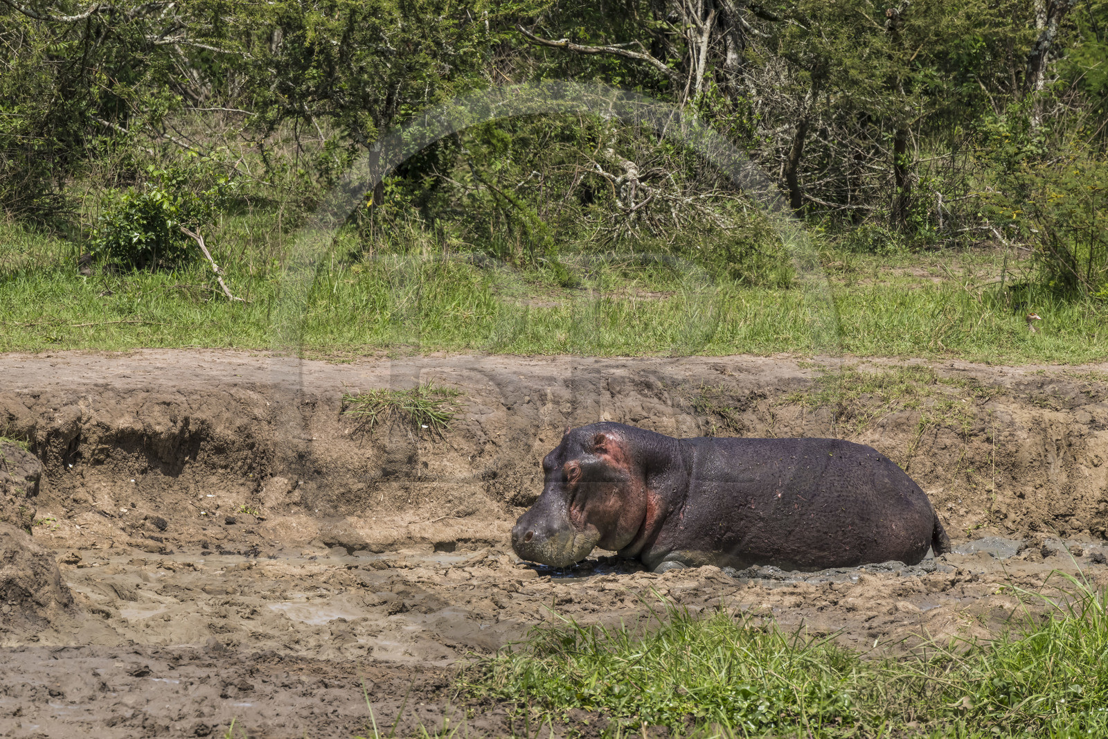 Rwanda, Akagera National Park, Lake Hago, Hippopotamus (Hippopotamus amphibius) in mud